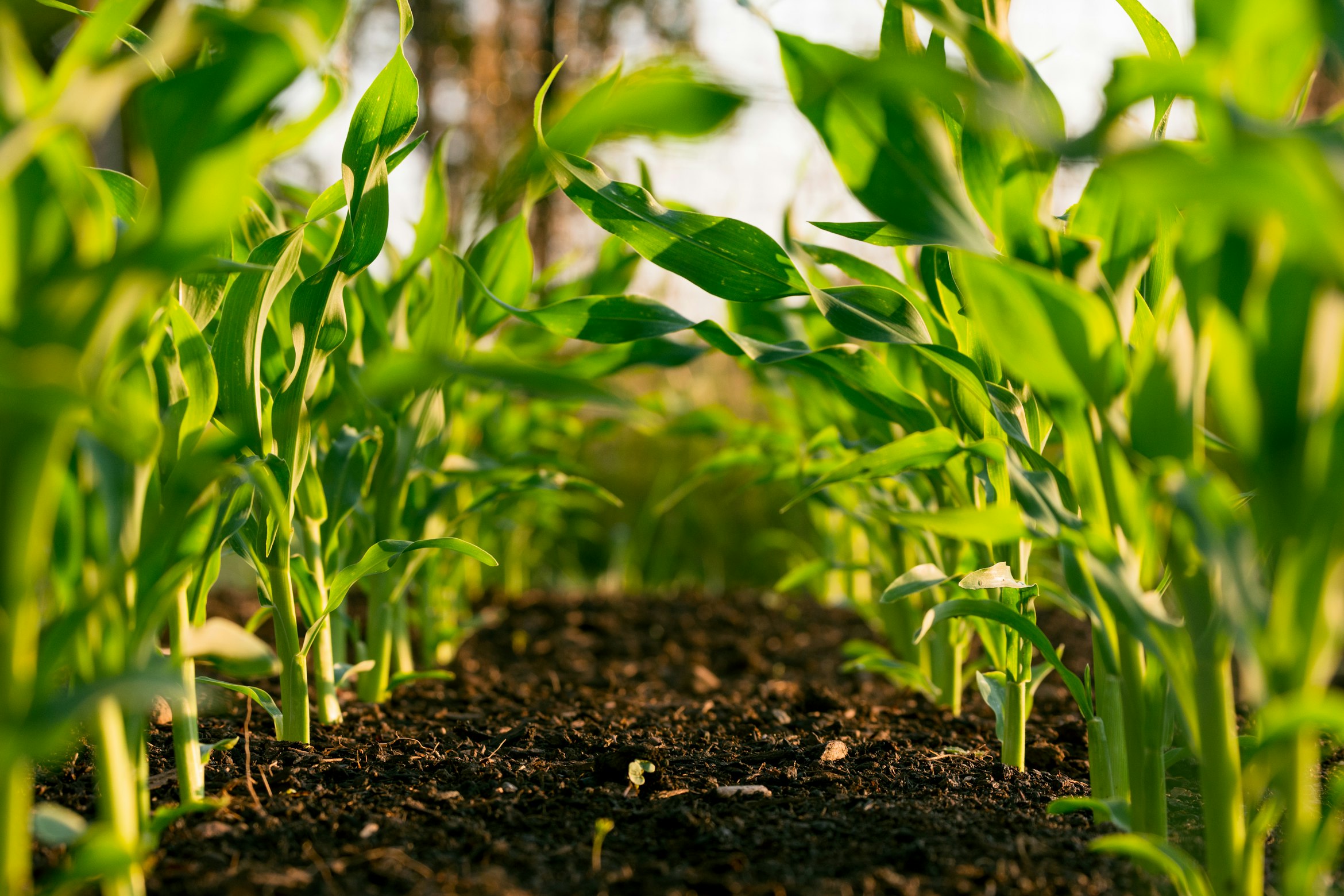 Professional agricultural field with drone for precision farming
